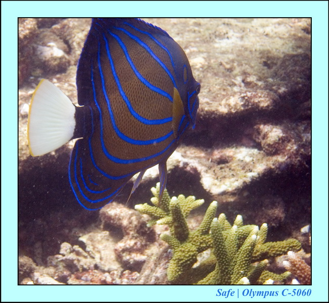 2006 - 07 - Gemia - Plongee solo 32